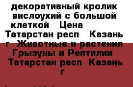 декоративный кролик вислоухий с большой клеткой › Цена ­ 2 500 - Татарстан респ., Казань г. Животные и растения » Грызуны и Рептилии   . Татарстан респ.,Казань г.